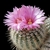 Notocactus guiterrezii WRA 253