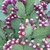 Opuntia engelmannii v. aciculata