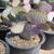 Opuntia santa-rita