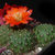 Rebutia spec. BLMT 943.03
