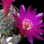 Sulcorebutia frankiana MN 621