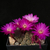Sulcorebutia gemmae MN 644