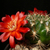 Sulcorebutia purpurea MN 623