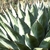 Agave montana