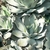 Agave parryi v. huachucensis