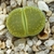 Lithops aucampiae cv. Bella Kitty