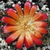 Sulcorebutia spec. JM 08113a (Arani-Tintin, Bol)
