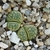 Lithops helmutii PV 1039