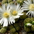 Lithops julii v. fulleri cv. Fullergreen C 056A
