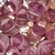 Lithops optica cv. rubra C081A