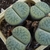 Lithops pseudotruncatella v. archerae C 306