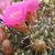 Sulcorebutia steinbachii v. horrida WR 259