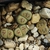 Lithops schwantesii 'grey' C 250