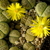 Lithops schwantesii v. rugosa cv. Shagreen