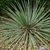 Yucca glauca