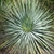 Yucca whipplei
