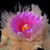 Ariocarpus fissuratus (Texas, USA)