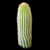 Weberbauerocereus johnsonii