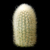 Weberbauerocereus rauhii