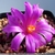 Ariocarpus kotschoubeyanus ssp. elephantidens VM 202 (Mesa de Leon, Que)