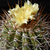 Copiapoa grandiflora RMF 158 (Esmeralda, Chile)