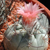 Eriosyce bulbocalyx v. megliolii RMF 610