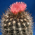 Eriosyce crispa ssp. totoralensis RMF 292 (Totoral)
