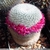 Mammillaria albilanata Rep 1262