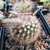 Parodia dichroacantha ME 23 (Quebrada Rio Colorado, S Cafayate, Arg)