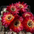 Sulcorebutia pasopayana MN 632