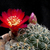 Sulcorebutia pulchra MN 618