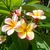 Plumeria cv. mixed colours
