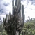 Trichocereus peruvianus (Huantar, Ancash, Peru)