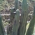 Trichocereus pachanoi 'santaensis' (Collahuasi, Ancash, Peru)