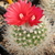 Parodia spec. echartiana WR 790 nom. prov.