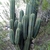 Trichocereus pachanoi 'santaensis' (Chancha, Ancash, Peru)