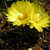 Parodia glischrocarpa ME 86 (Eichler)