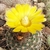 Parodia glischrocarpa LT 302 (El Ceibalito, Salta)