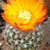 Parodia spanisa B 177 (Los Cardones, Tucuman)
