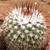Parodia cachiana 'heteracantha' ME 89 (Eichler)