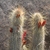 Cleistocactus spec. nova RH 5338 (Collpa, Chuquisaca, Bol)