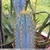 Pilosocereus menesianus