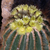 Notocactus warasii