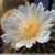 Notocactus schumannianus
