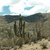 Trichocereus tacaquirensis TB 551.2 (Turuchipa, 3026m, Potosi, Bolivia)