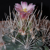 Ancistrocactus pinkavanus (Quatrocienegas, Coahuila, Mexico)