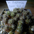 Weingartia pygmaea BLMT 863.03 (W Tacamayu, Chuquisaca, 3520m, Bol)