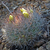 Weingartia neucumingii MN 439 (Comarapa dam, 1919m, Bol)