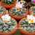 Ariocarpus retusus AL 388 (Entronque, San Roberto, NL)