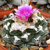 Ariocarpus fissuratus SB 413 (Brewster Co, TX)